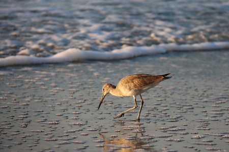 Willet