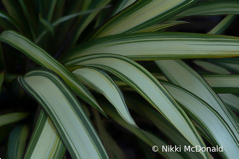 Botanical Abstract with Leaves - Spider Plant