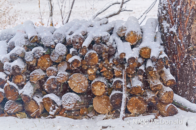 Logs to Burn - Winter Woodpile