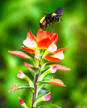 Buzzing Into Spring 