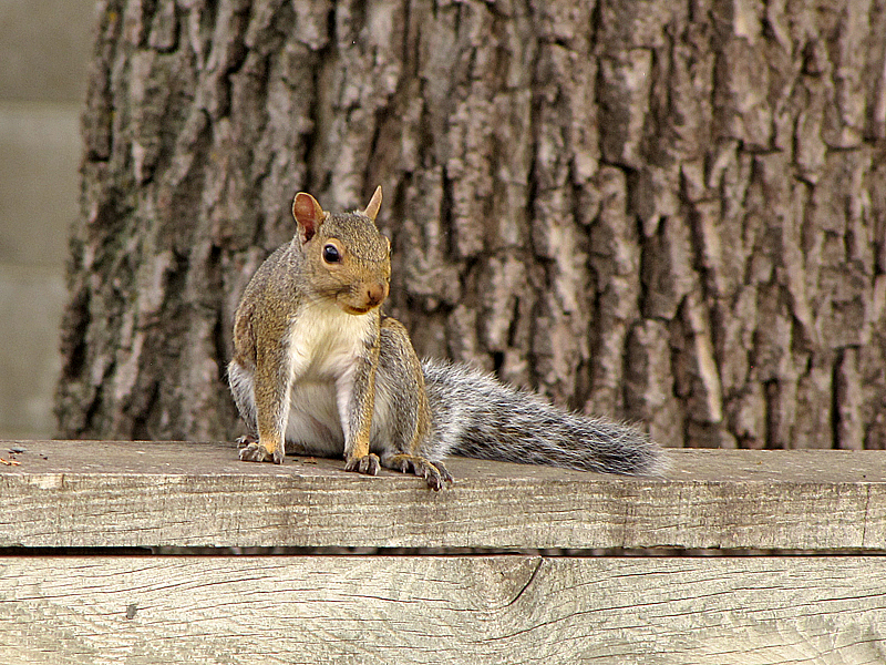 Squirrel