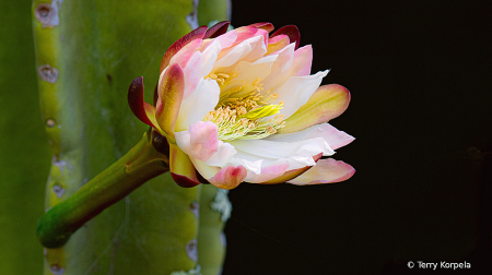 Berkeley Botanical Garden 