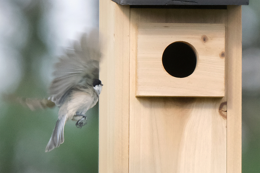 Chickadee