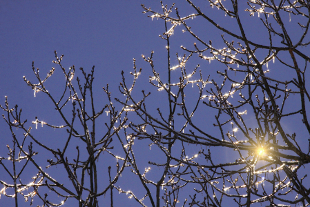 Icy Trees