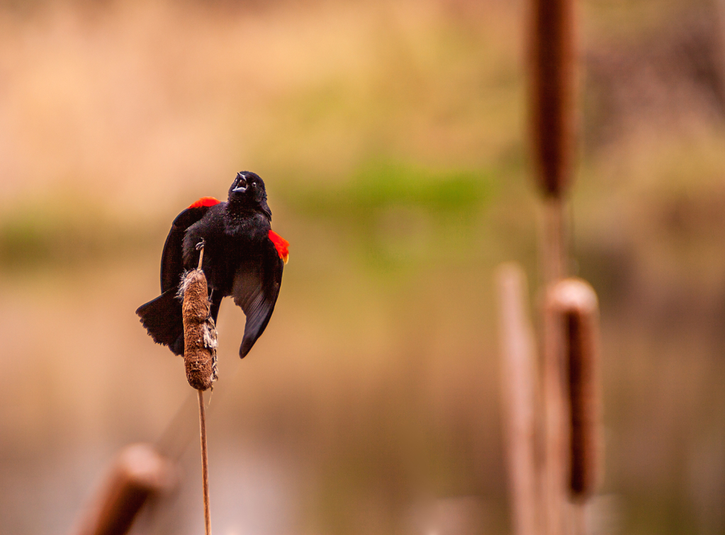 Redwing Blackbird