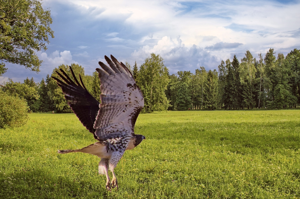 Hawk on take off!