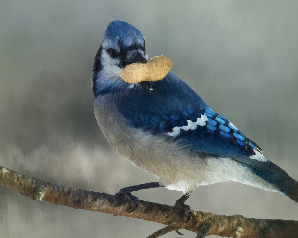 Blue Jay With Peanut