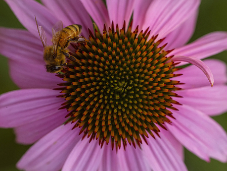 Bee on Coneflower