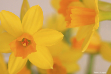 Little Daffodils