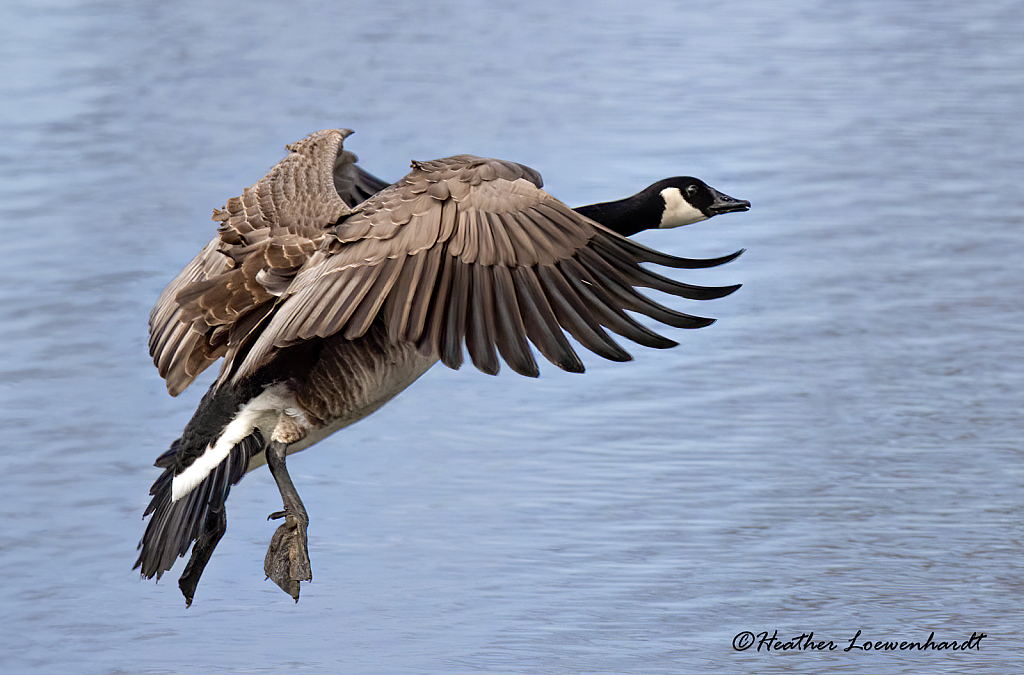 Incoming Landing