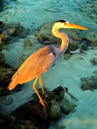 ~ ~ EGRET AT SUNSET ~ ~ 