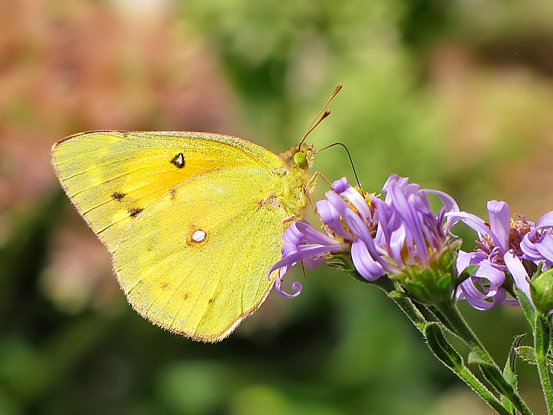 Yellow Sulphur Butterfly