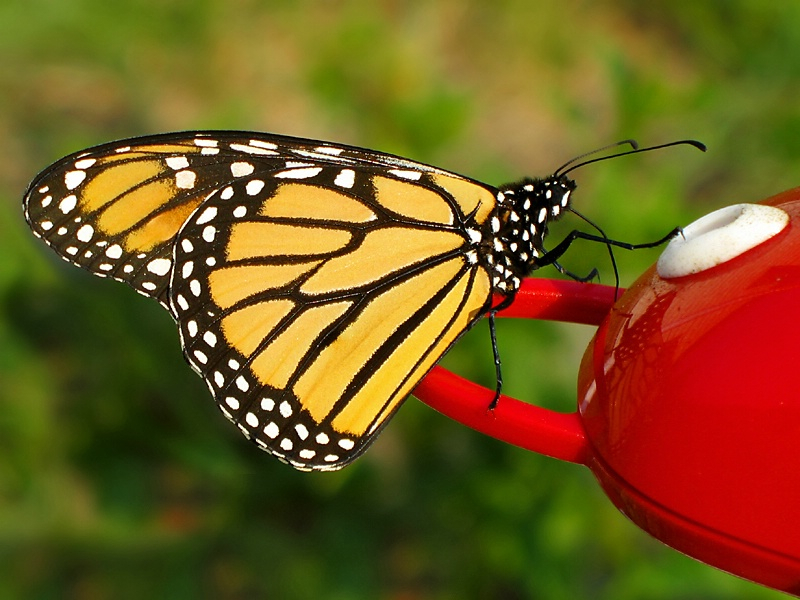 Monarch at Hummingbird Feeder