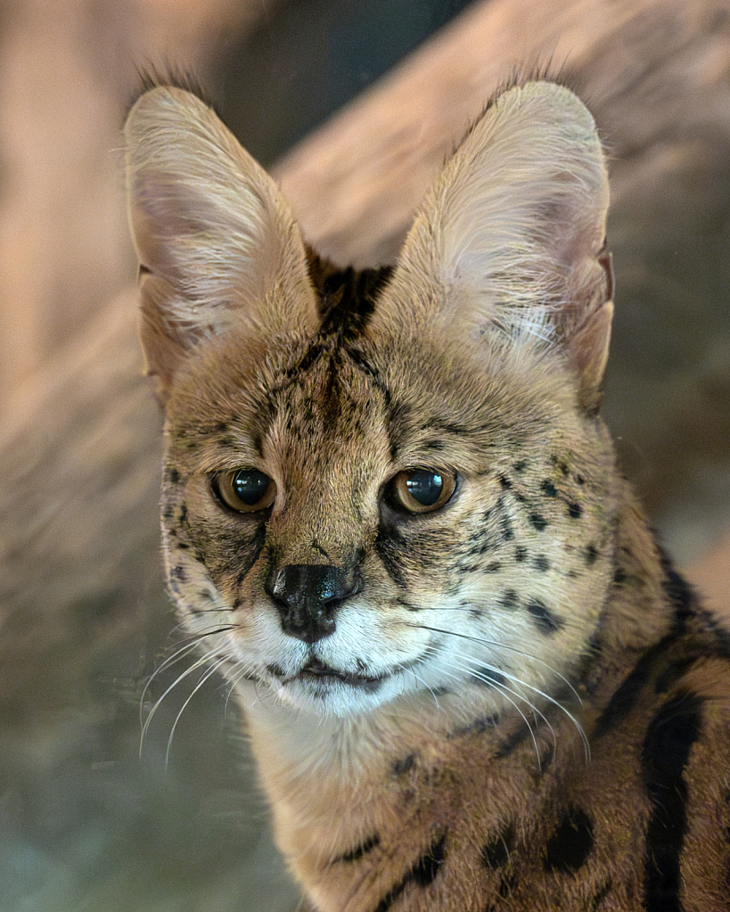 Rescue Me -Serval Cat