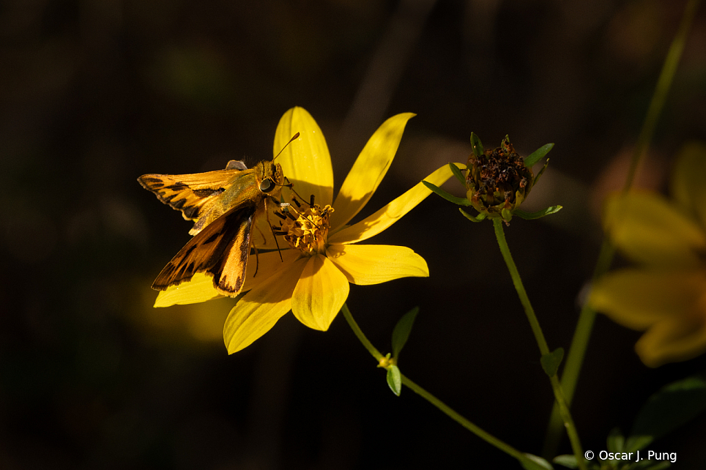 Fiery Skipper