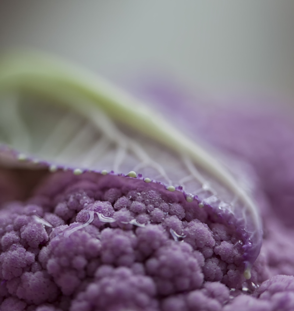 Resting Cauliflower