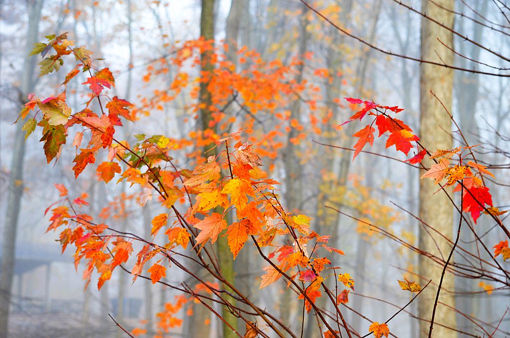 Foggy in Fall