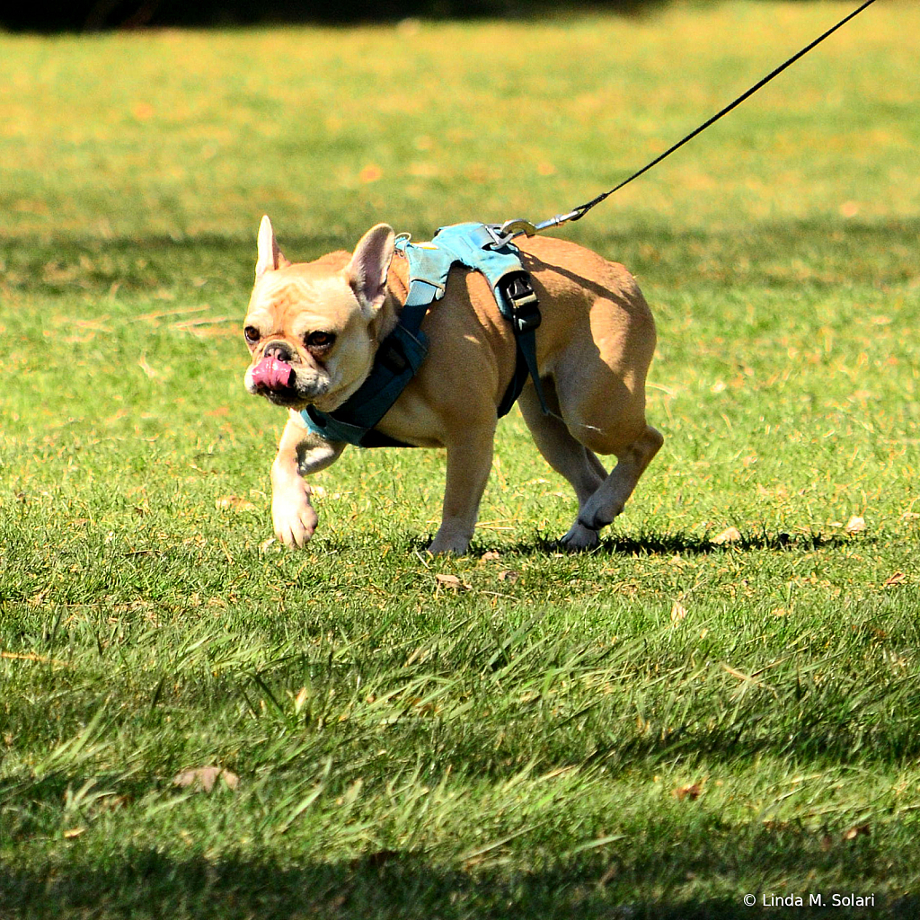 Happy Frenchie