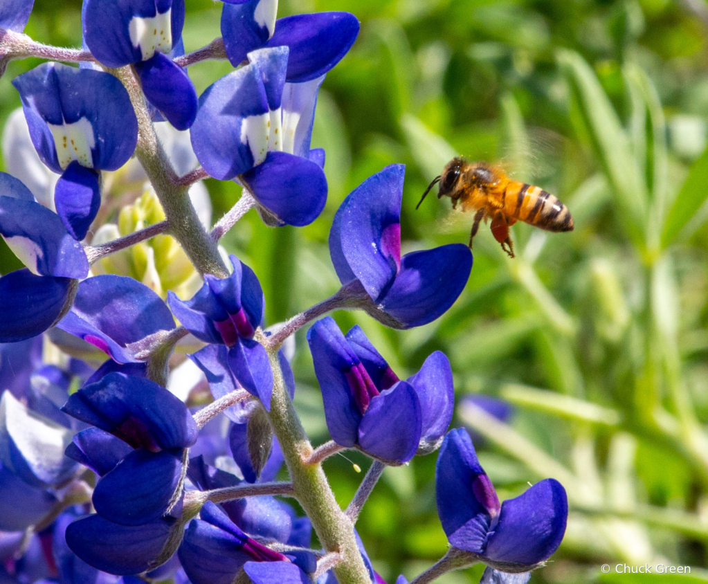 Bee Contemplating