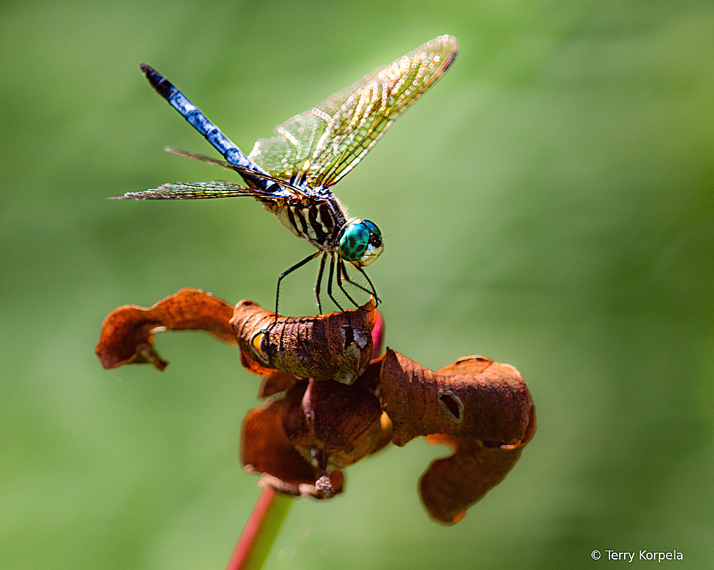 Dragonfly - ID: 16112420 © Terry Korpela