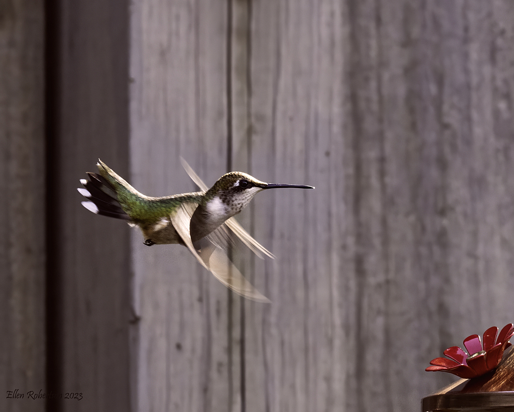 coming in for lunch