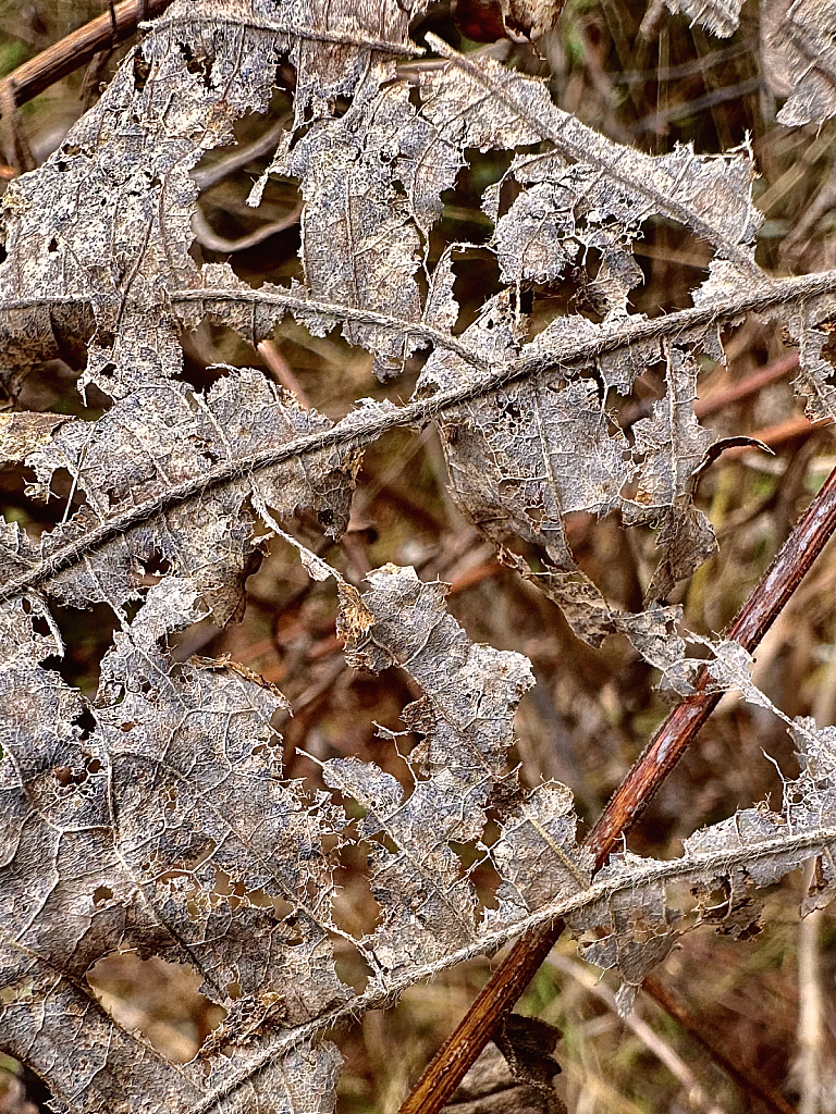 It’s in the details  - ID: 16112475 © Elizabeth A. Marker