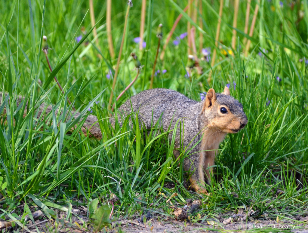 Sneeking Through The Grass