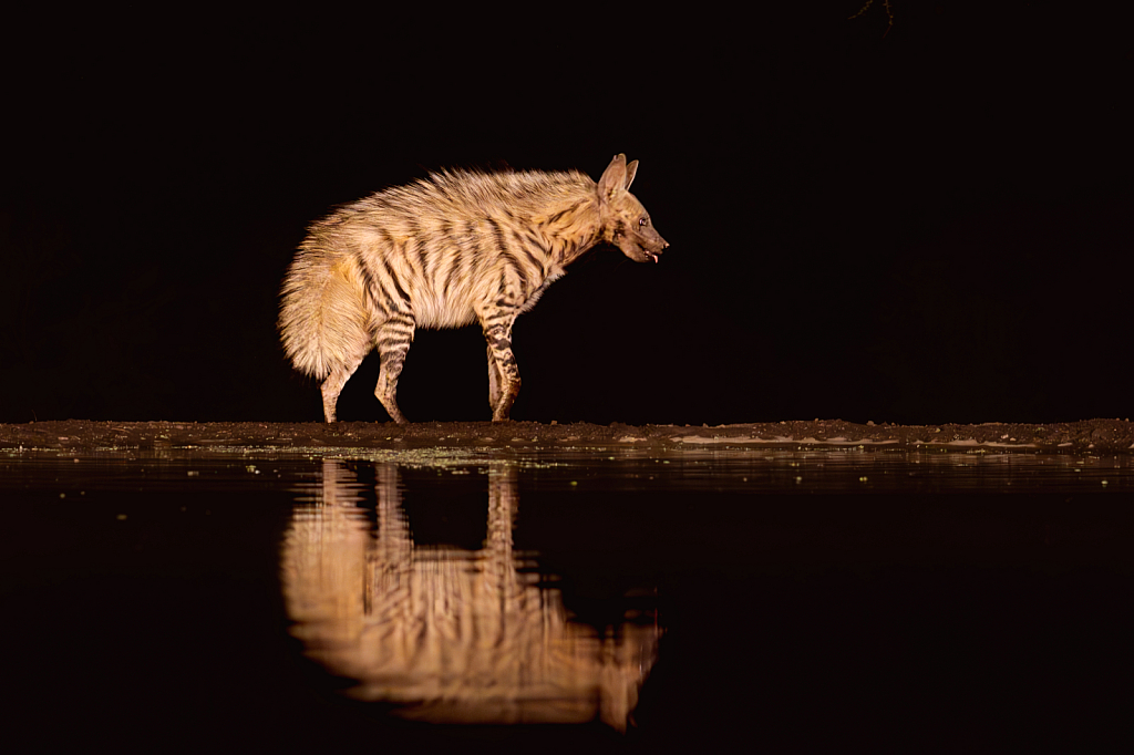 The Striped Hyena Licking Lips