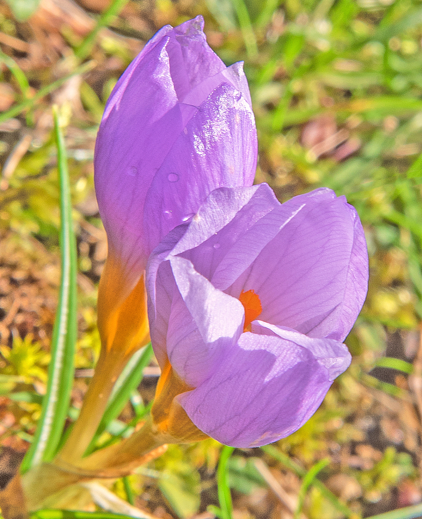 Crocuses.