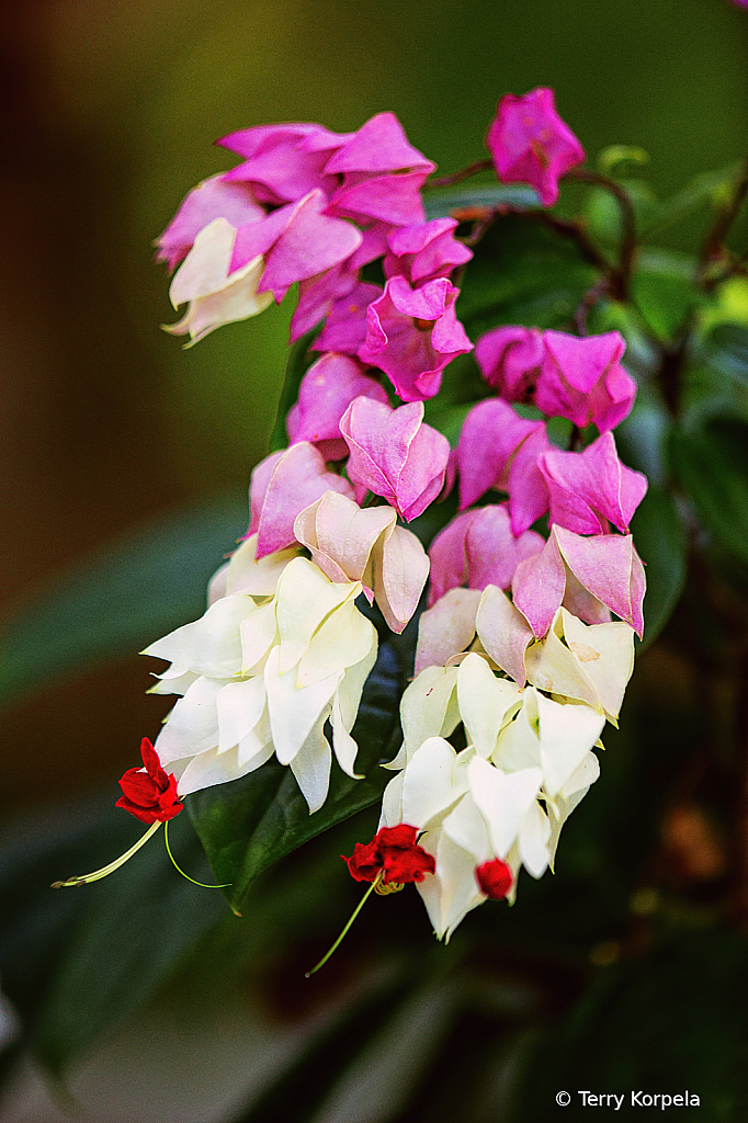 State Botanical Garden of Georgia