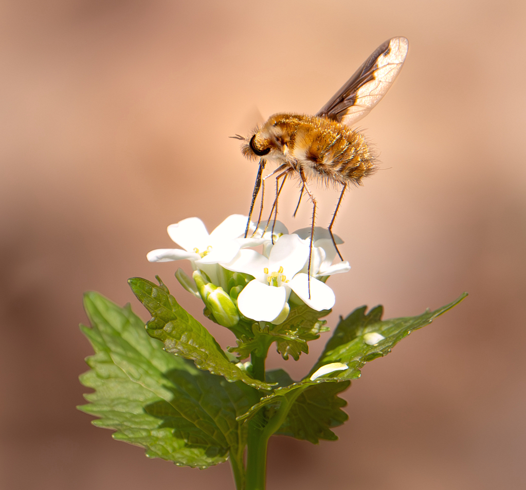 Greater Bee Fly