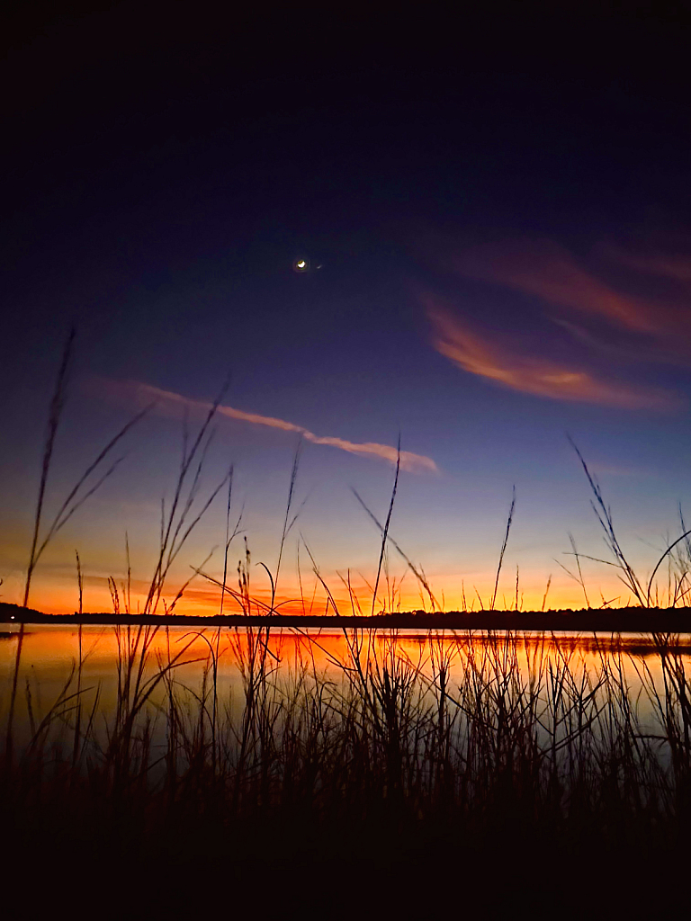 Crescent moon from behind the reeds