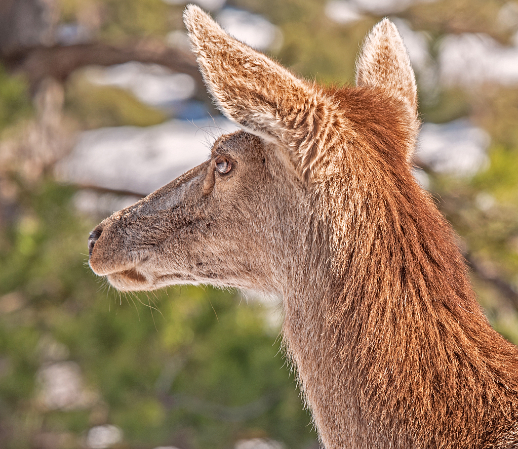 Deer's portrait.