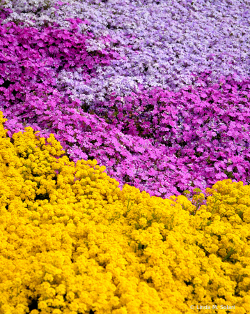 Colorful Flower Carpet