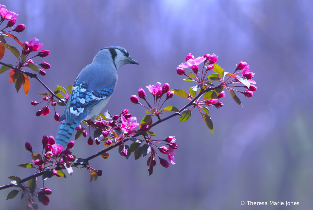 Bluejay - ID: 16112922 © Theresa Marie Jones