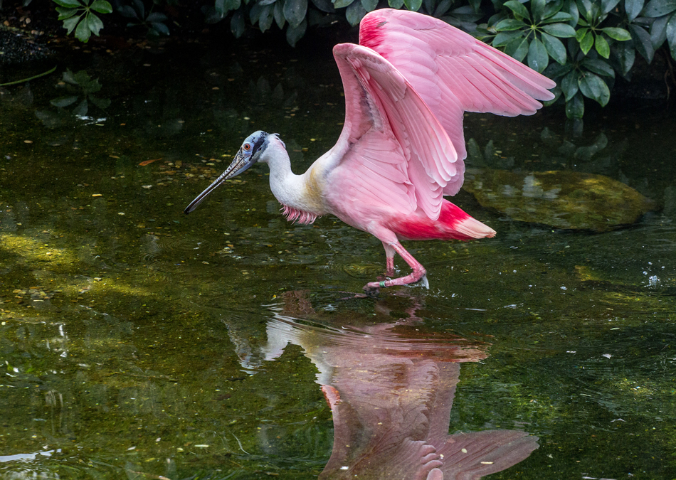 Roseate Spoonbill