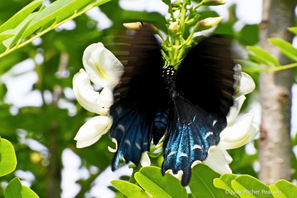 such excited fluttering....