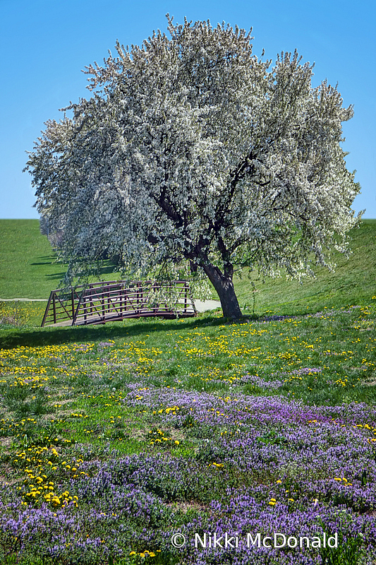 Spring in Hickory Hill Park