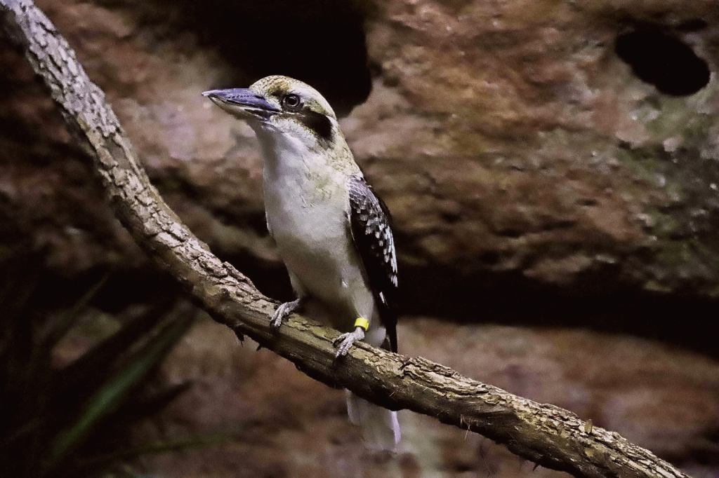 Kookaburras 