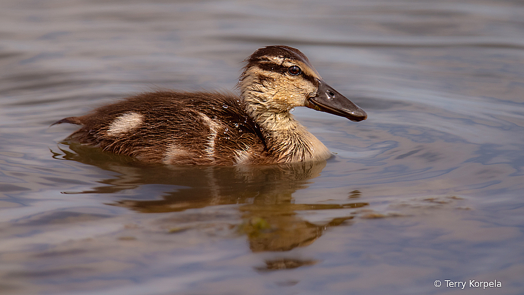 Duckling