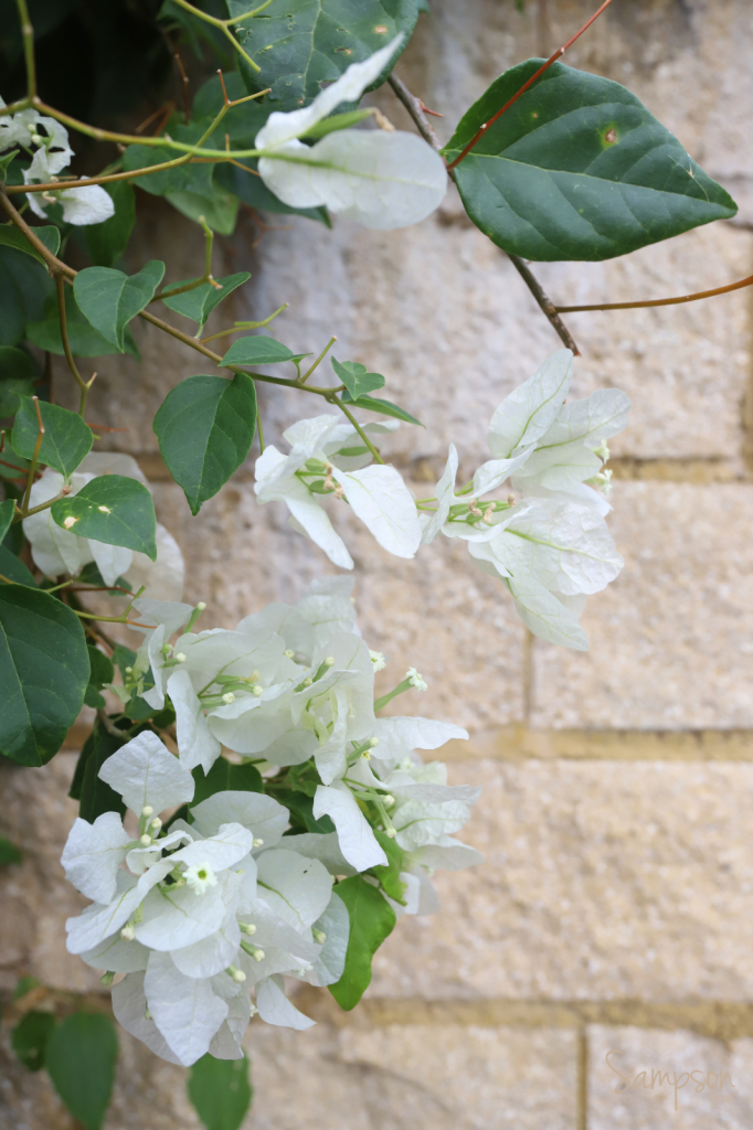 Wall Flower