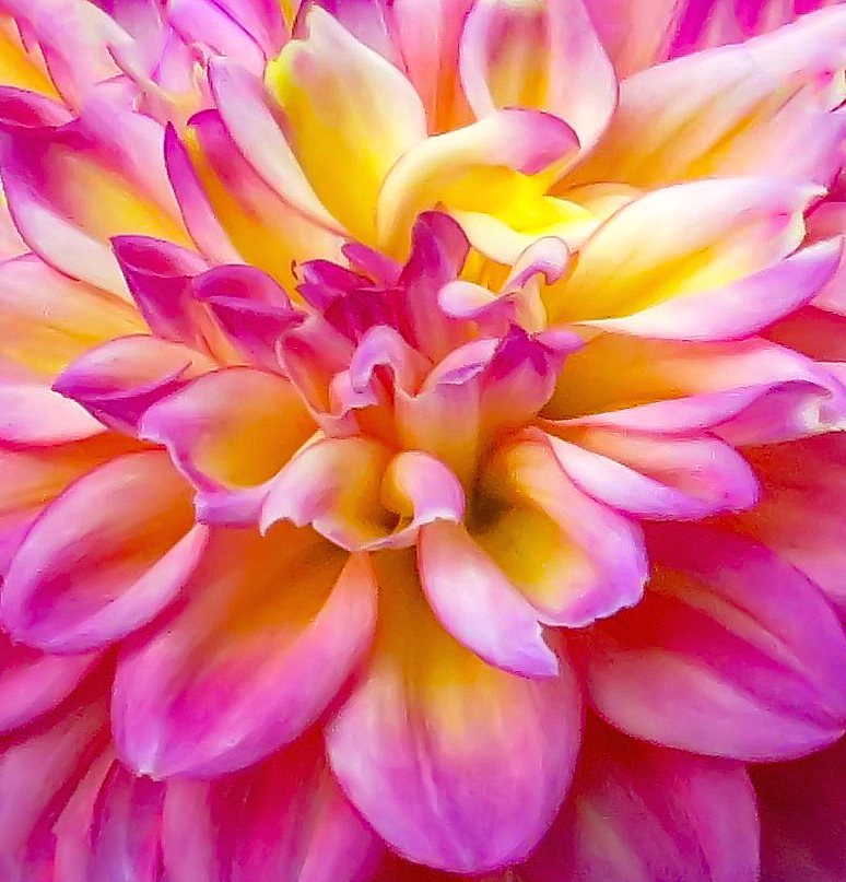 Dahlia