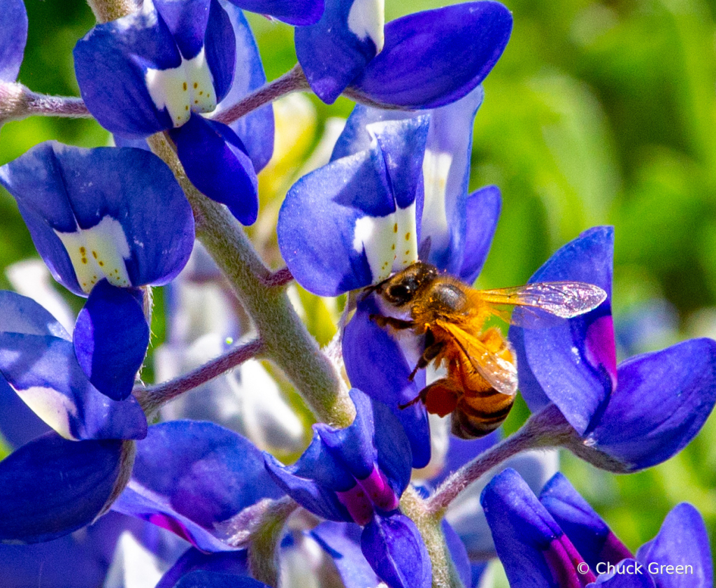 We Bee Sucking Up