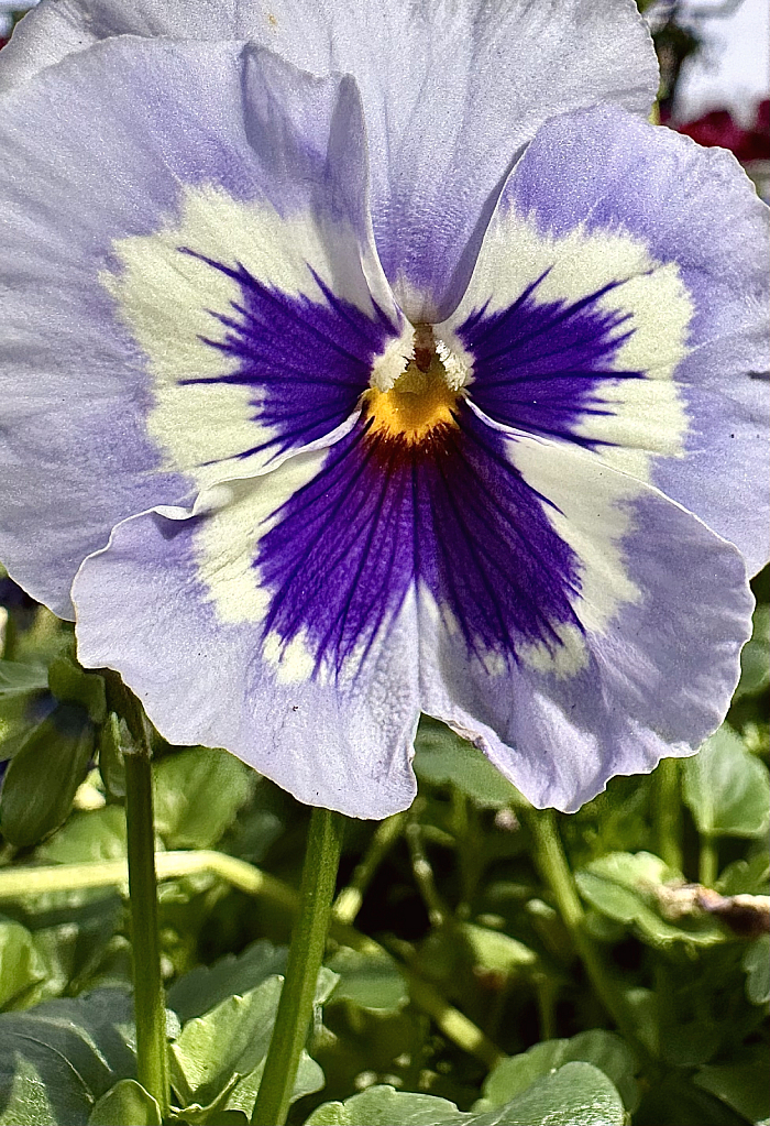 Pretty Pansy