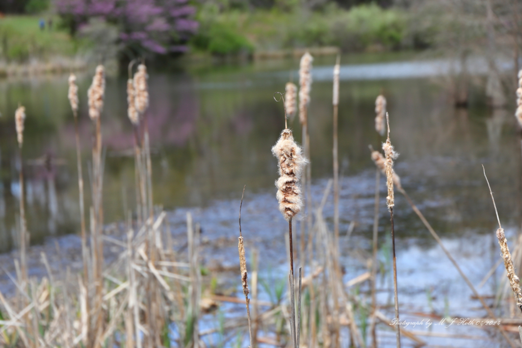 Bernheim Arboretum & Research Forest