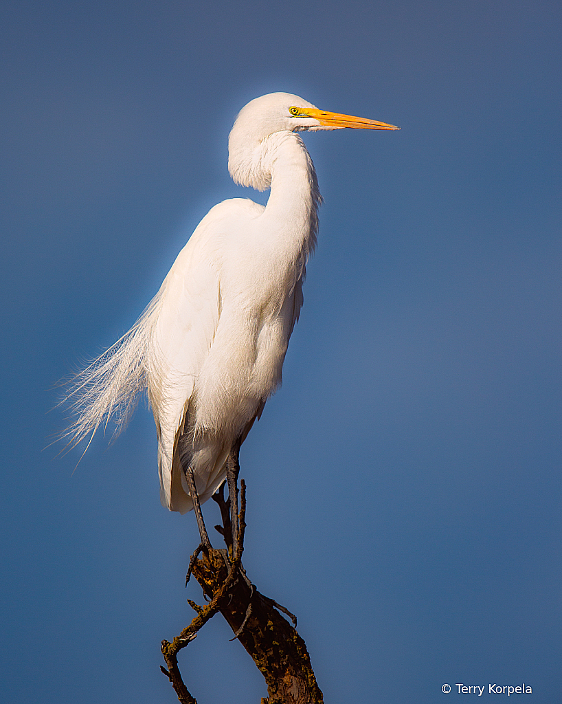 Great Egret