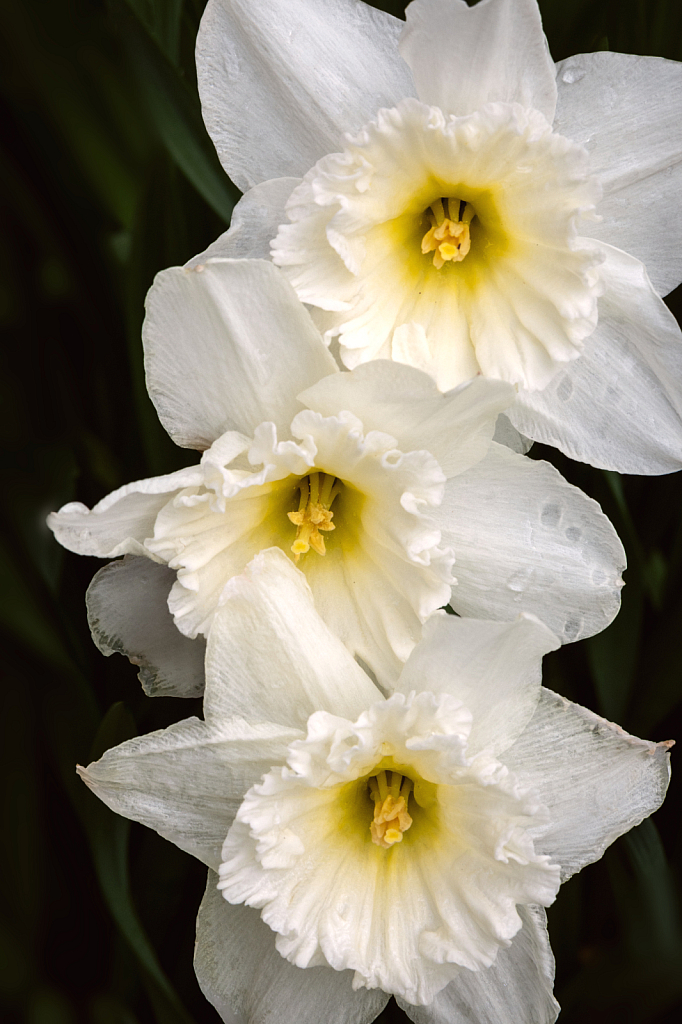 White Ruffles