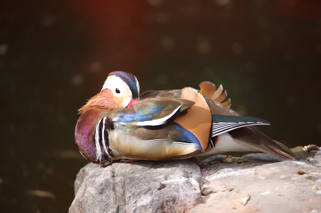 Wood duck