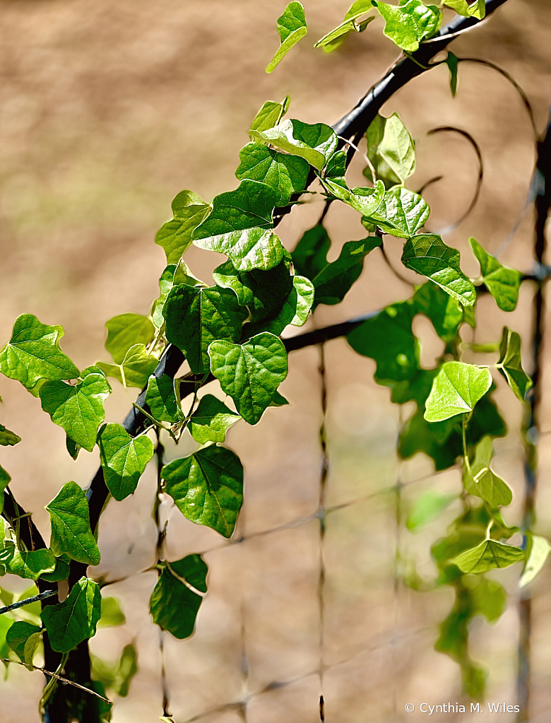 Leaves On the Vine 