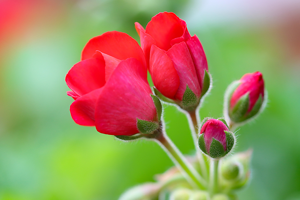 Geranium